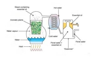 How to Distill Essential Oils