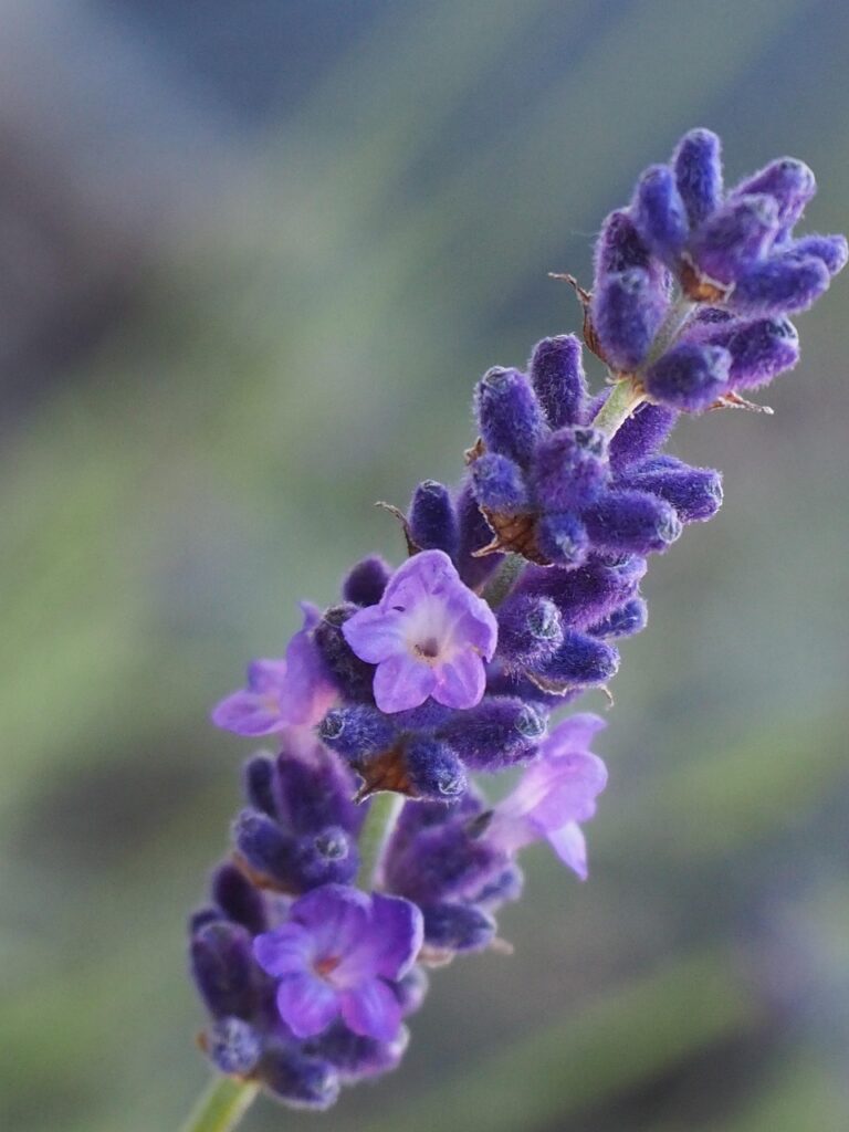 flower, lavender, flower wallpaper, flora, fragrance, blossom, bloom, plant, nature, petals, lavandula angustifolia, flower background, lavender, lavender, beautiful flowers, lavender, lavender, lavender-6728316.jpg